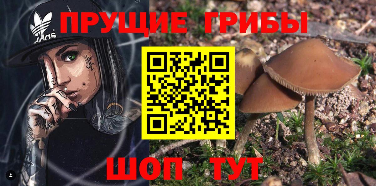 Псилоцибиновые грибы Psilocybe  Вход с VPN  Псилоцибиновые грибы MAGIC MUSHROOMS  Киселёвск 